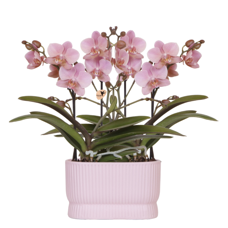 Orchideen-Set Treviso Rosé altrosa 2xØ9cm – Diabolo Twin Pink Doppel-Übertopf – üppig blühende Zimmerorchideen – romantische Deko für Wohnzimmer & Büro – ideal als Geschenk