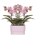 Orchideen-Set Treviso Rosé altrosa 2xØ9cm – Diabolo Twin Pink Doppel-Übertopf – üppig blühende Zimmerorchideen – romantische Deko für Wohnzimmer & Büro – ideal als Geschenk