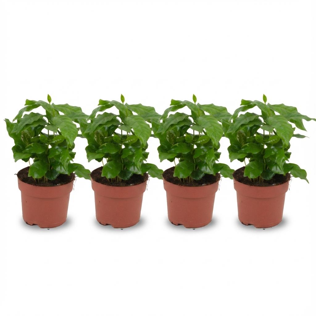 Coffea Arabica Kaffeepflanze – 4 Pflanzen – Ø12cm – Höhe ca.25cm – Tropische Zimmerpflanze mit glänzenden Blättern – Kaffeebaum für Wohnraum & Büro