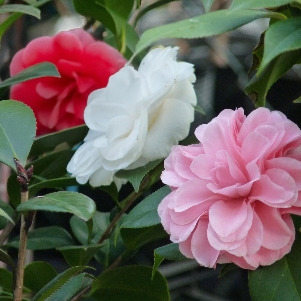 Kamelie Camellia japonica Tricolour – Strauch – Blüte Rosa, Weiß & Rot – Immergrün – 15cm Höhe 30cm – Für Garten & Terrasse – Plant