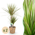 Dracaena Sunray – Zwei pflegeleichte Drachenbäume im dekorativen Korb – 17cm – Höhe 70-75cm – Grün – Gelbe Zimmerpflanzen für Innenräume