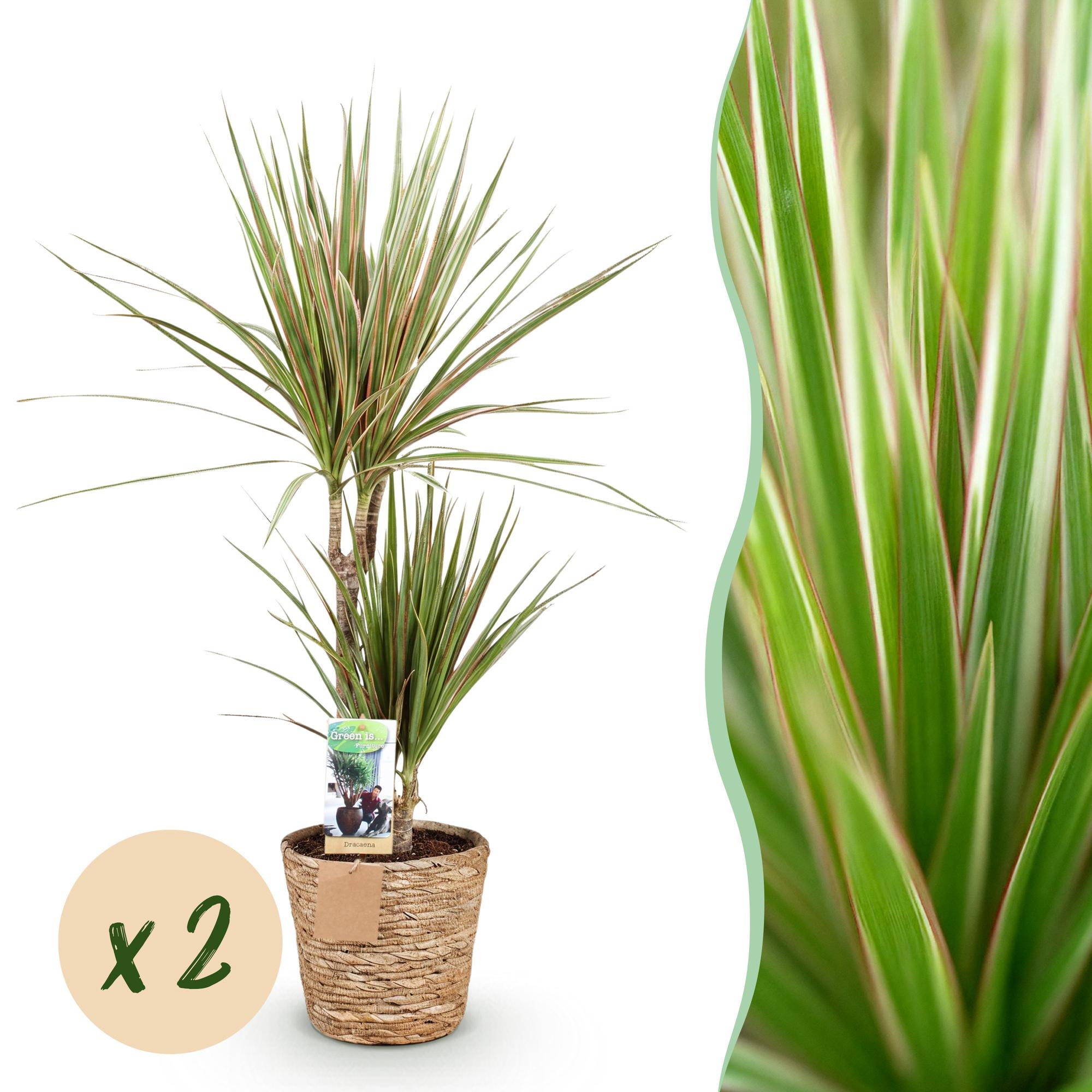 Dracaena Sunray – Zwei pflegeleichte Drachenbäume im dekorativen Korb – 17cm – Höhe 70-75cm – Grün – Gelbe Zimmerpflanzen für Innenräume