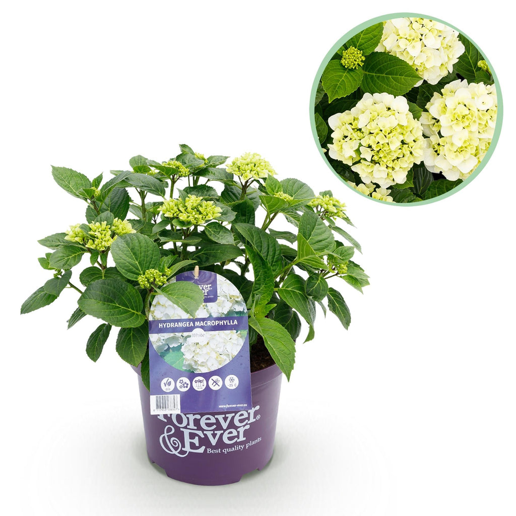 Hortensie Hydrangea macrophylla Forever & Ever Weiß – Balkonpflanze – 7-12 Blüten – Topf 23cm – Höhe 55cm – Pflegeleicht – Für Beet, Terrasse & Balkon – Plant