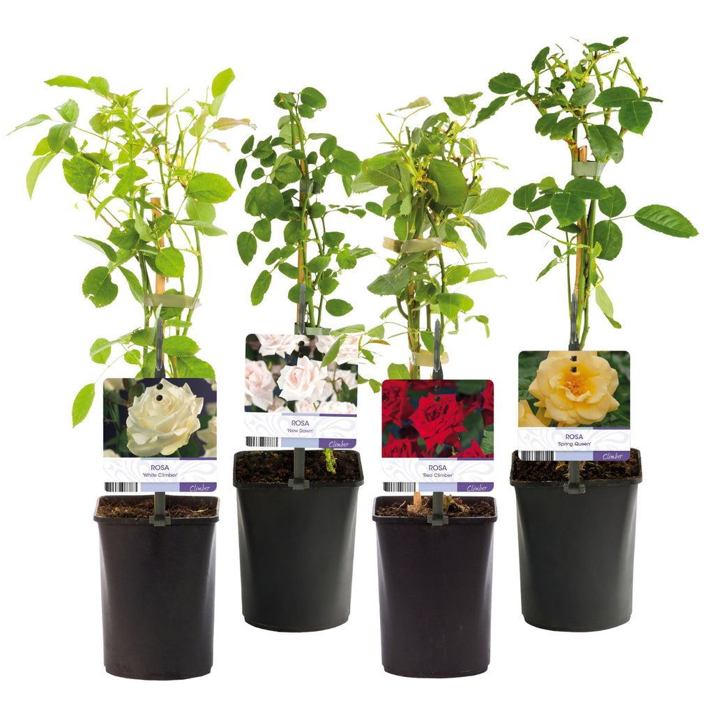 Kletterrose – Rosa Rainbow – Blumen Rosa – Weiß – Gelb – Rot – 4 Pflanzen – Wenig Pflege – 11cm – Höhe ca. 40cm – Plant