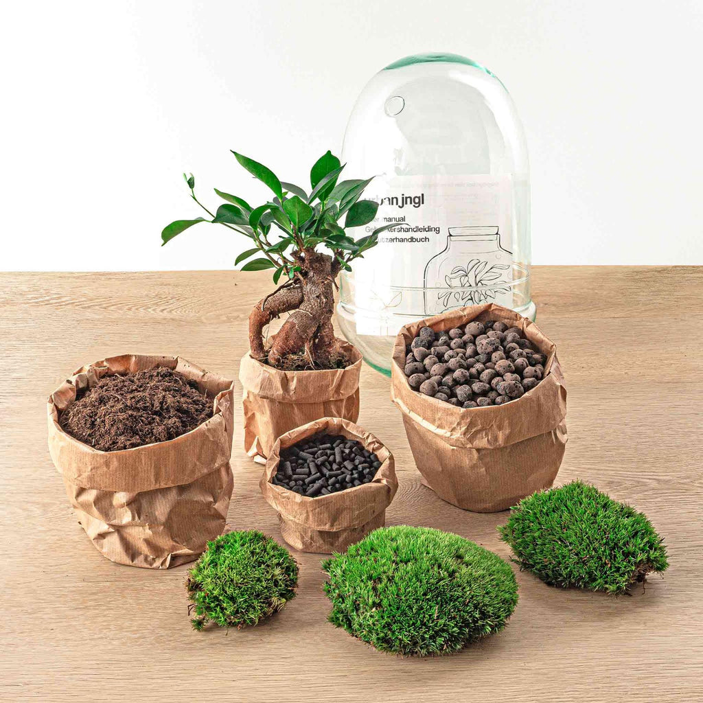 Flaschengarten Egg Bonsai – DIY Terrarium mit Ficus Ginseng – Mini – Biotop – Ø12cm x H25cm – Do – it – yourself – Plant