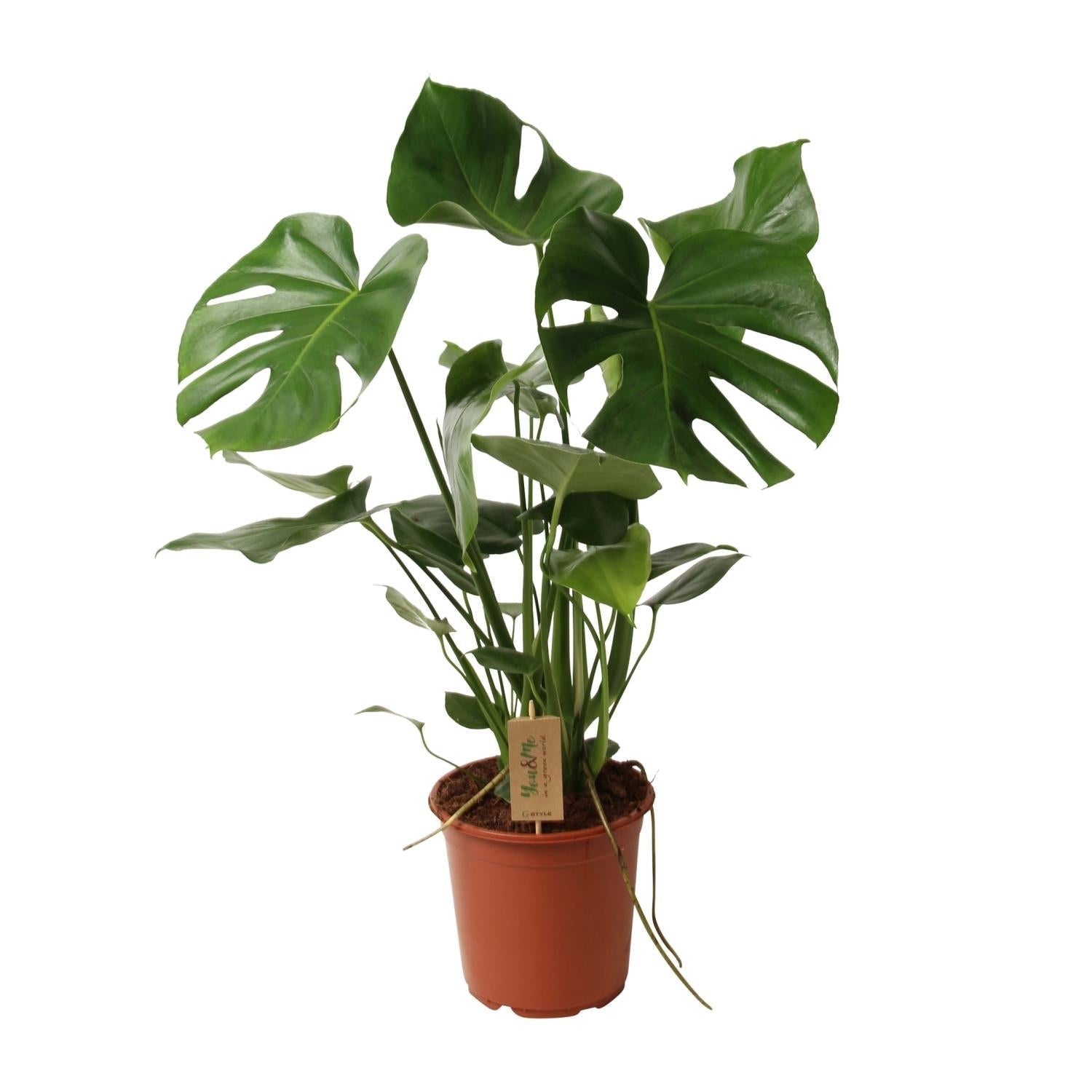 Monstera Deliciosa – Schweizer Käsepflanze – Zimmerpflanze ca. 60cm hoch – Ø21cm – Tropische Blattschmuckpflanze mit Luftreinigender Wirkung – Pflegeleicht & dekorativ – Plant