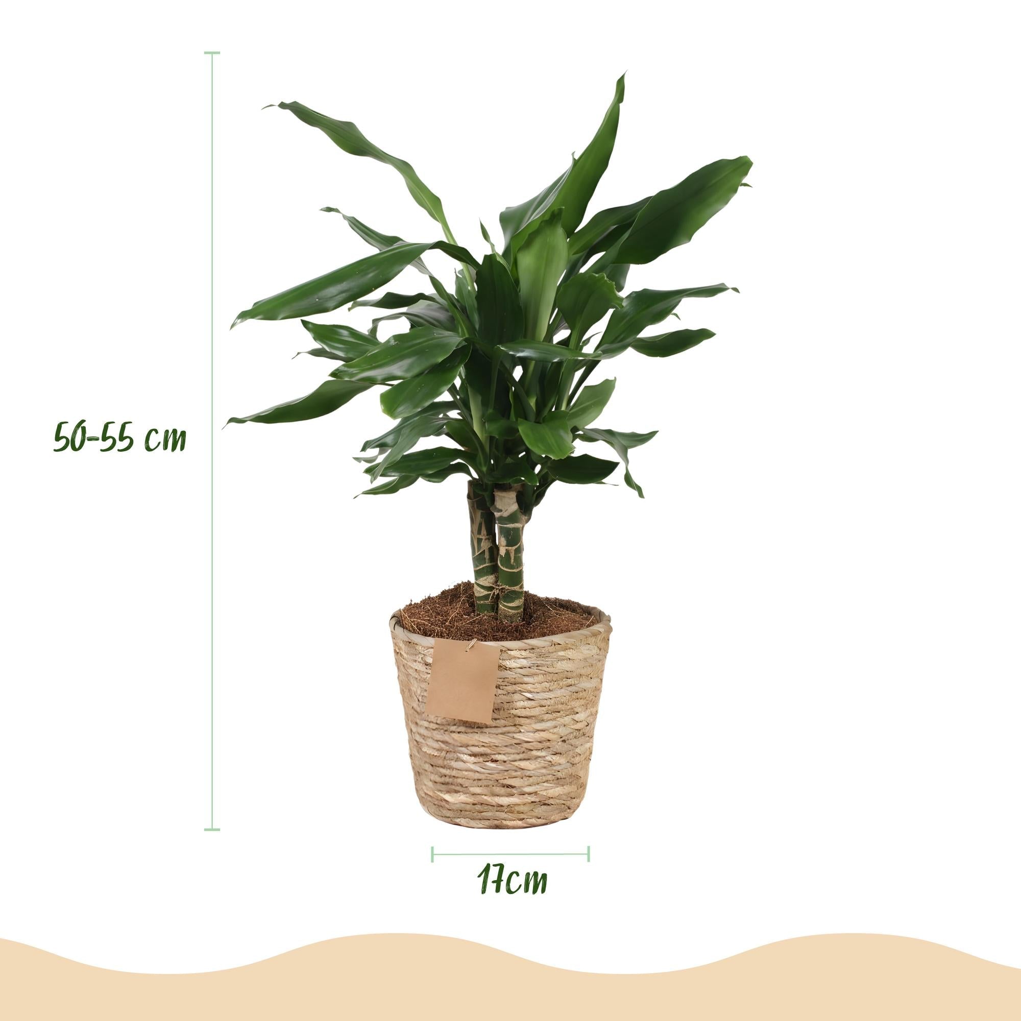 Dracaena fragrans Steudneri – 50-55cm – 17cm inkl. Naturkorb – Pflegeleichter Drachenblutbaum – Plant