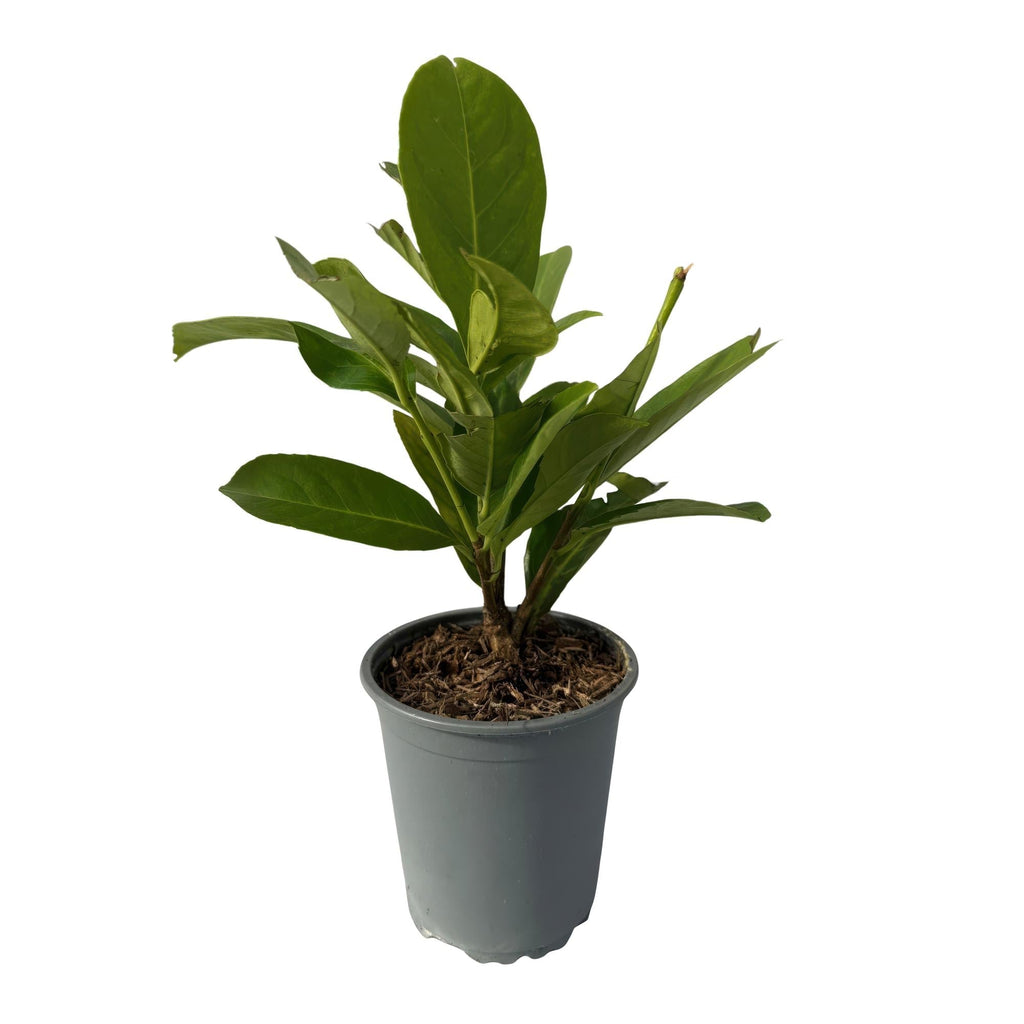 Kirschlorbeer Prunus laurocerasus Rotundifolia – Immergrüne Heckenpflanzen – 8 Pflanzen – 1m – 9cm Höhe 30-35cm – Grün – Pflegeleicht – Plant