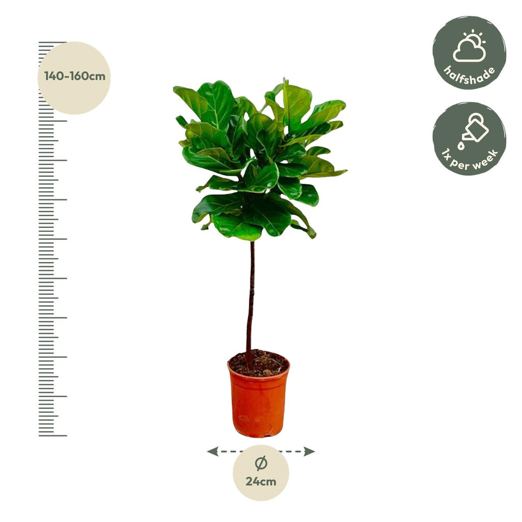 Ficus Lyrata – Geigenfeige – ca. 130cm hoch – Ø24cm – Zimmerpflanze mit Stamm – Groß, dekorativ & luftreinigend – Für Wohnzimmer, Büro & Wintergarten – Plant