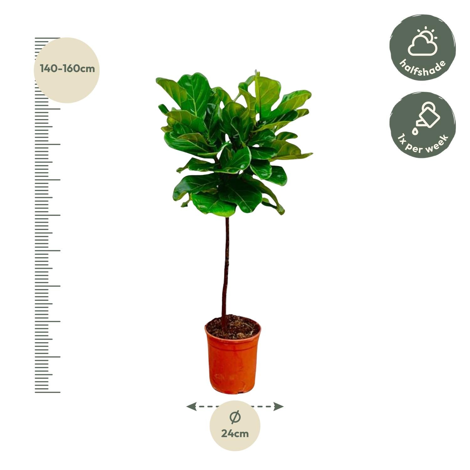 Ficus Lyrata – Geigenfeige – ca. 130cm hoch – Ø24cm – Zimmerpflanze mit Stamm – Groß, dekorativ & luftreinigend – Für Wohnzimmer, Büro & Wintergarten – Plant