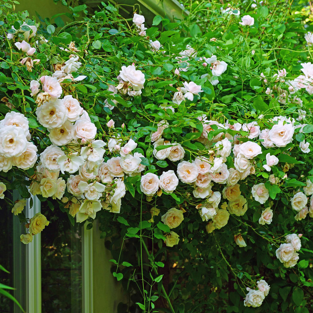 Kletterrose Rosa New Dawn – Zartrosa – Wenig Pflege – 2 Pflanzen – H11cm x 40cm – Duftende, widerstandsfähige Rosen für Garten & Terrasse – Plant