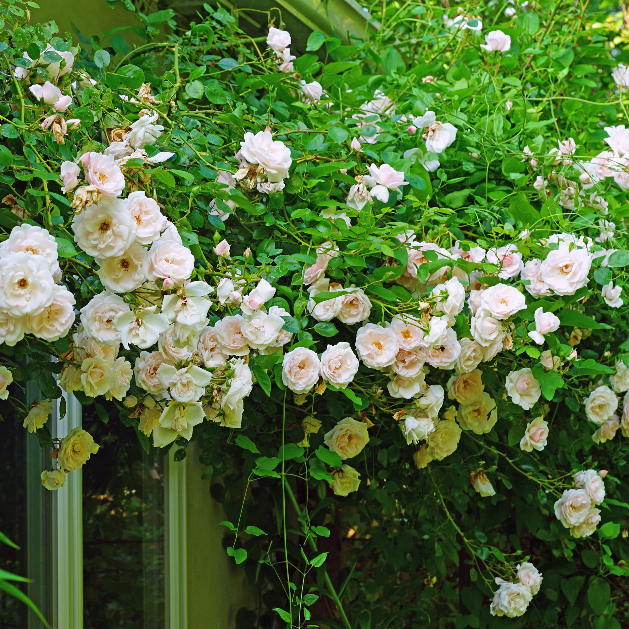 Kletterrose Rosa New Dawn – Zartrosa – Wenig Pflege – 2 Pflanzen – H11cm x 40cm – Duftende, widerstandsfähige Rosen für Garten & Terrasse – Plant