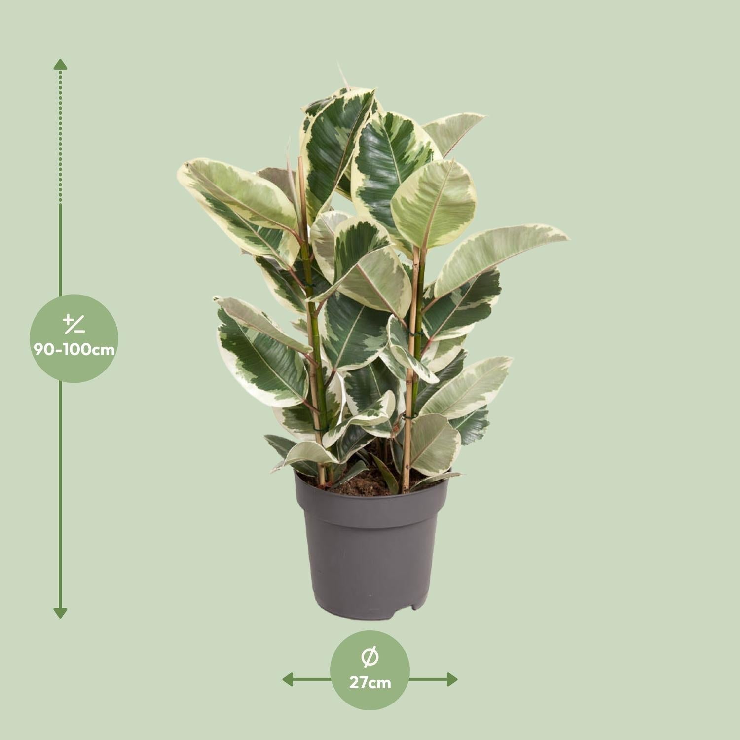 Ficus Elastica Tineke – 100cm hoch – Ø27cm – Bunte Gummibaum – Zimmerpflanze – Luftreinigend & pflegeleicht – Tropische Deko für Wohn – und Büroräume – Plant