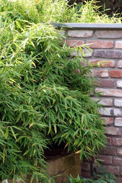 Fargesia Rufa – Nicht – Ausbreitender Bambus – Ø7cm – ↕15cm – 6 Pflanzen – Winterhart & Pflegeleicht – Für Hecken, Garten & Terrasse – Plant