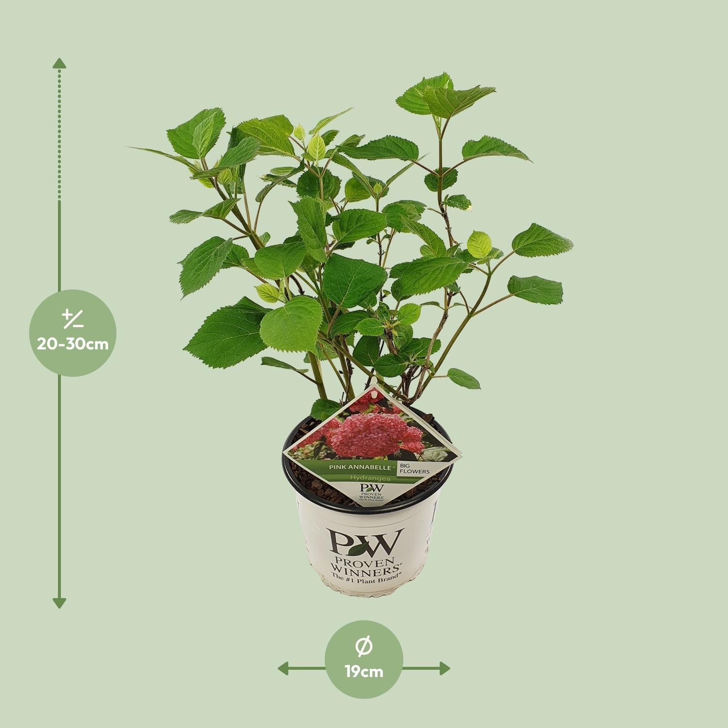 Ballhortensie 'Pink Annabelle' – Hydrangea arborescens – Zimmerpflanze – Ø19cm – ↕30cm – Rosa Blütenpracht für Innenräume – Plant