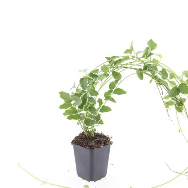Kleines Immergrün Vinca major 'Variegata' – ↕10-25cm – Ø9cm – Bodendecker – Wintergrün – Schattentauglich – Unterpflanzung – Plant