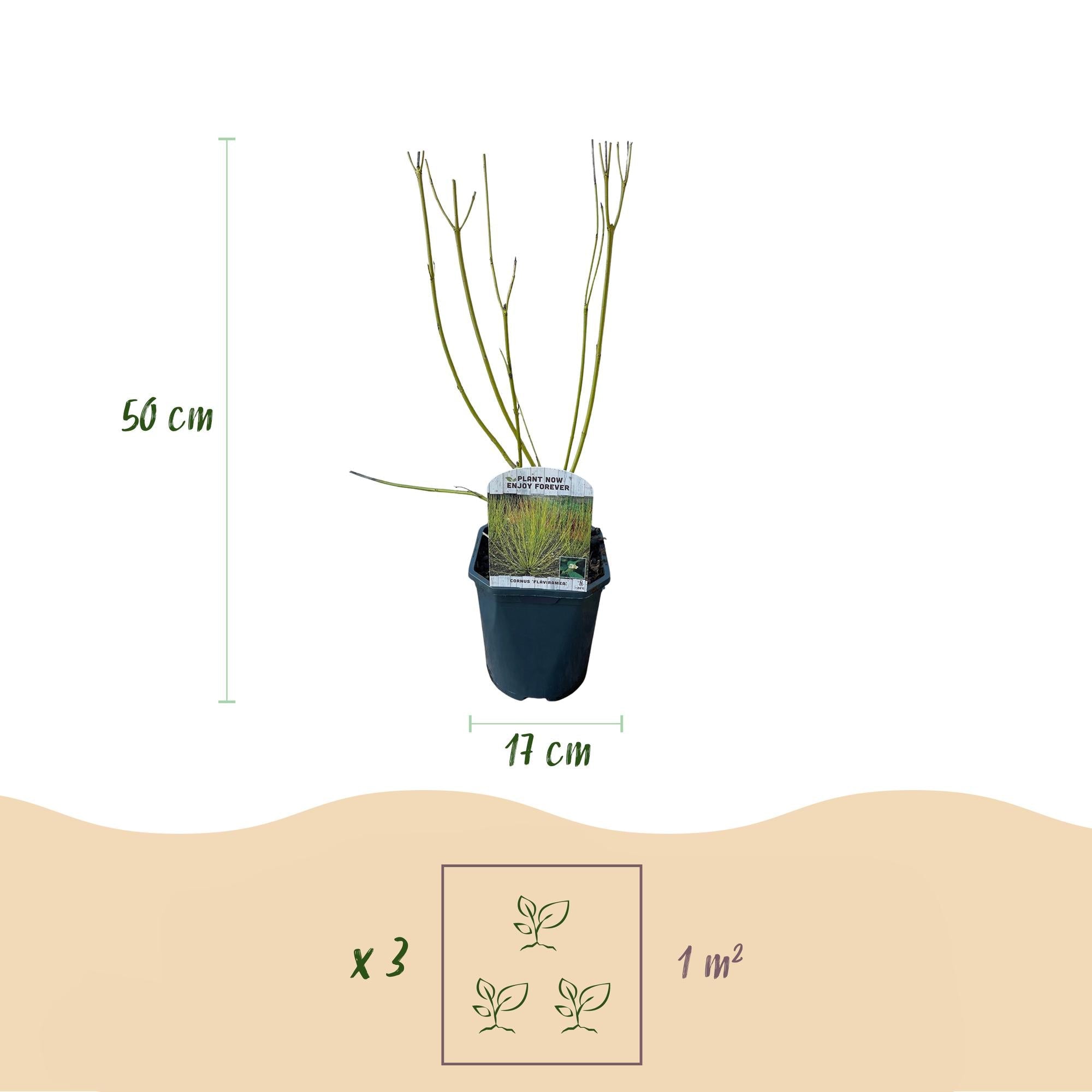 Cornus alba Sträucher 3 Pflanzen – Flaviramea, Kesselringii & Sibirica – Auffällige farbige Zweige in Gelb, Rot & Lila – 17cm – Höhe ca. 45cm – Plant