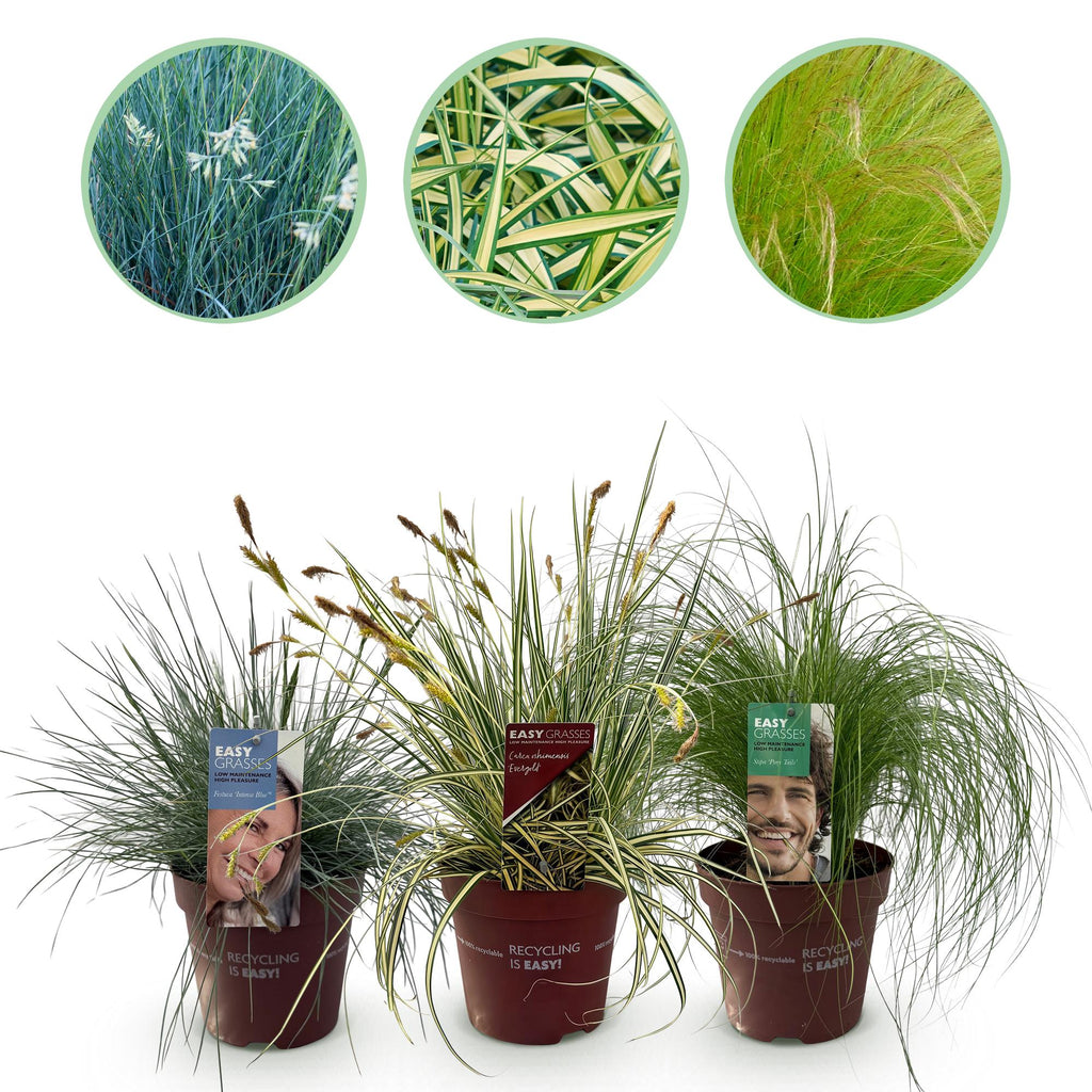 Ziergräser Set – 3 Pflanzen – Blau Gelb Grün – Immergrün & winterhart – 17cm Höhe ca. 50cm – Für Beet, Balkon & Terrasse