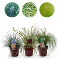 Ziergräser Set – 3 Pflanzen – Blau Gelb Grün – Immergrün & winterhart – 17cm Höhe ca. 50cm – Für Beet, Balkon & Terrasse