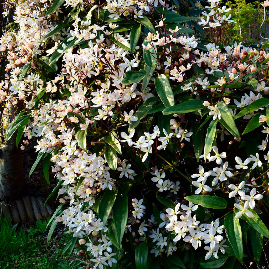 Kletterpflanze – Clematis armandii – Weiße Blüten – Immergrün – Duftend – 11cm – Höhe 40cm – Frühblüher – Pflegeleicht – Plant