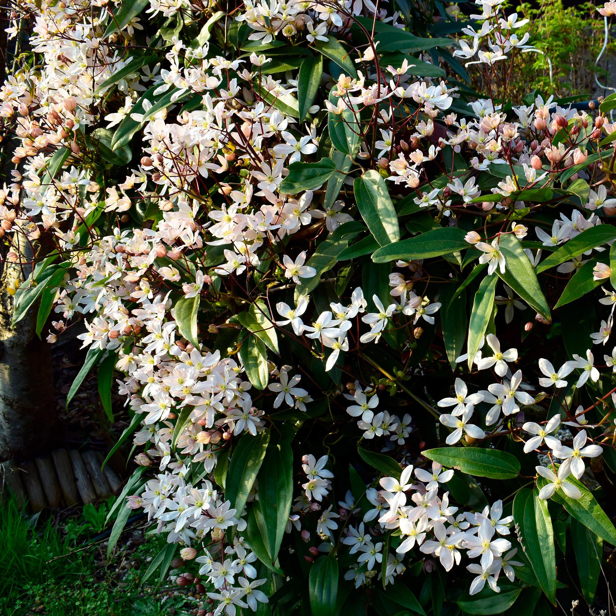 Kletterpflanze – Clematis armandii – Weiße Blüten – Immergrün – Duftend – 11cm – Höhe 40cm – Frühblüher – Pflegeleicht – Plant