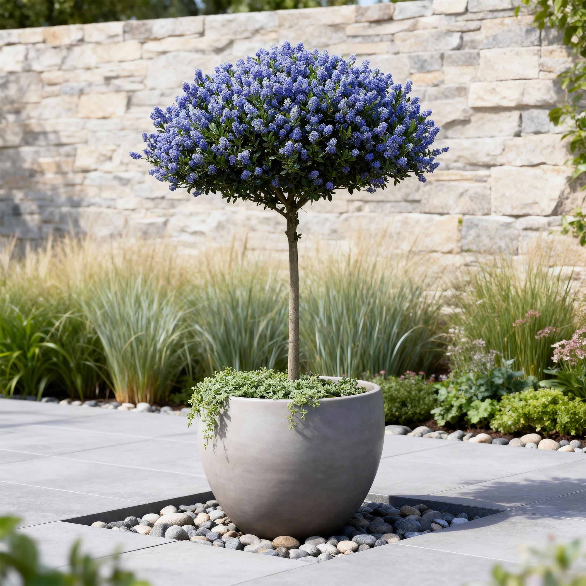 Kalifornischer Flieder Ceanothus thyrsiflorus Repens Ø19cm Höhe90cm – Immergrüner Zierstrauch mit blau – lila Blüten – Plant