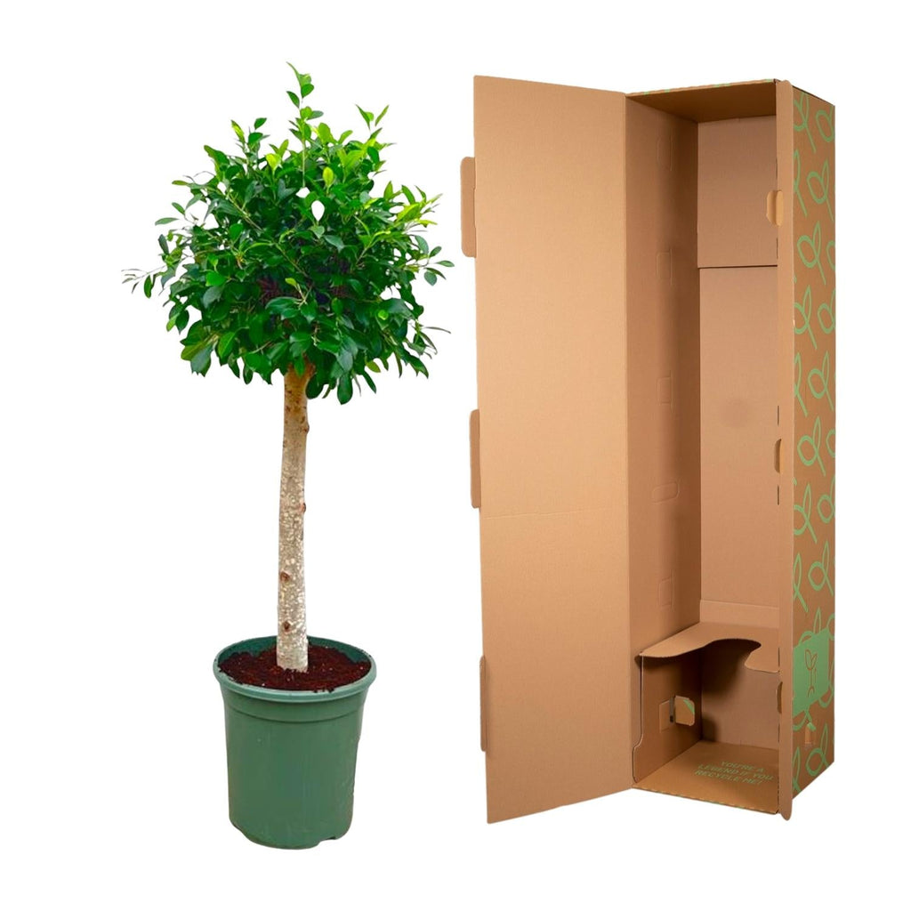 Ficus Nitida – ca. 150cm Höhe – Immergrüne Zimmerpflanze mit dichter Krone – Topfgröße Ø30cm – Elegante Innenraum – Luftreinigend & pflegeleicht – Plant