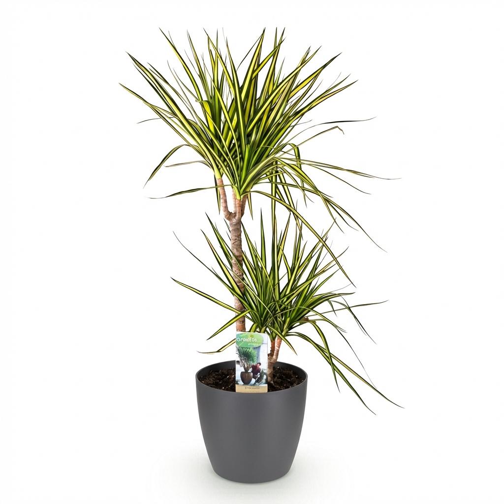 Dracaena Sunray Pflanze Mit Grauem Topf Ø21cm Höhe ca.90-100cm Drachenbaum Grün Gelb Pflegeleicht Großpflanze Für Wohnzimmer Büro & Empfangsbereich