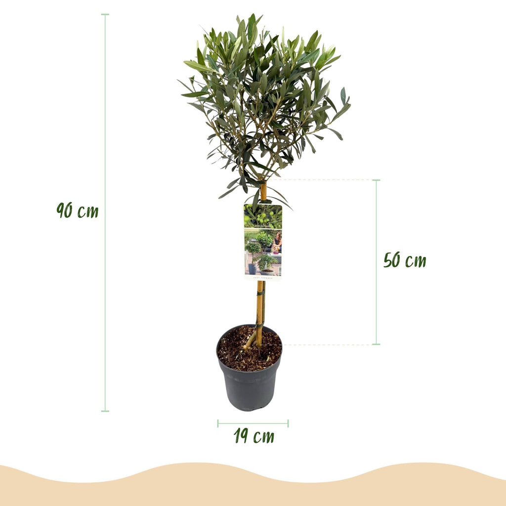 Olea Europaea Olivenbaum auf Stamm – Immergrüne Terrassenpflanze – Pflegeleicht – Ø19cm – Höhe ca. 90cm – Mediterranes Flair für Balkon & Garten – Plant