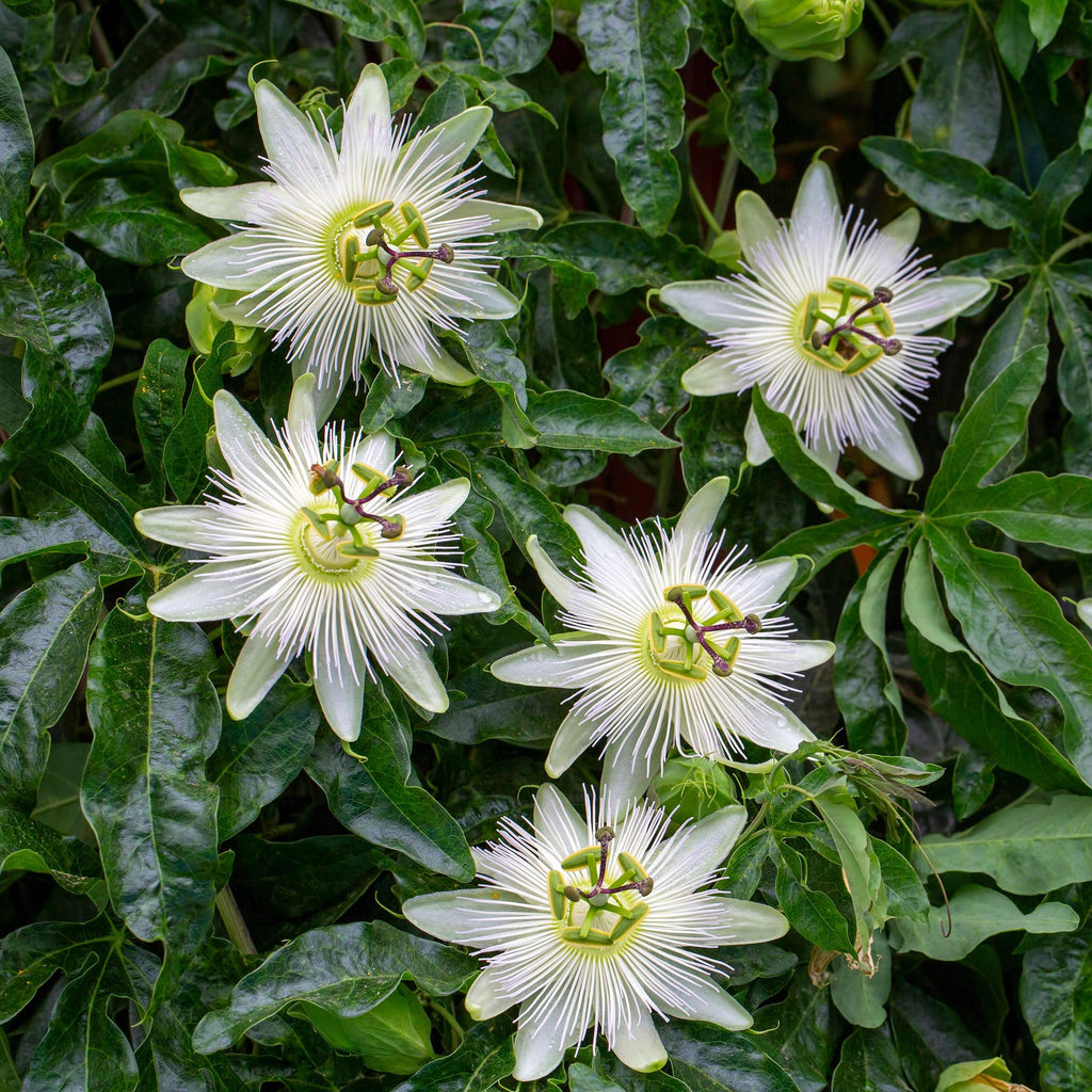 Passiflora Avalanche Passionsblume – Weiße Kletterpflanze 11cm – 2 Pflanzen Set ca.40cm – Duftende Blüten & Pflegeleicht – Plant