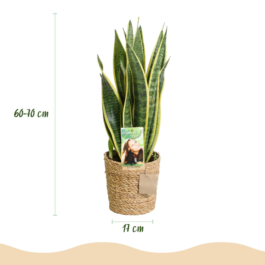 Sansevieria Laurentii – 60-70cm – 17cm inkl. Naturkorb – Pflegeleichte Schwiegermutterzunge – Grün – Gelbes Blattwerk – Plant