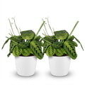 Maranta Fascinator Lemon Lime 2er Set Pflanzen Mit Weißem Topf Ø12cm Höhe ca.25cm Gebetspflanze Haustierfreundlich Pflegeleicht Für Zimmer Büro & Bad