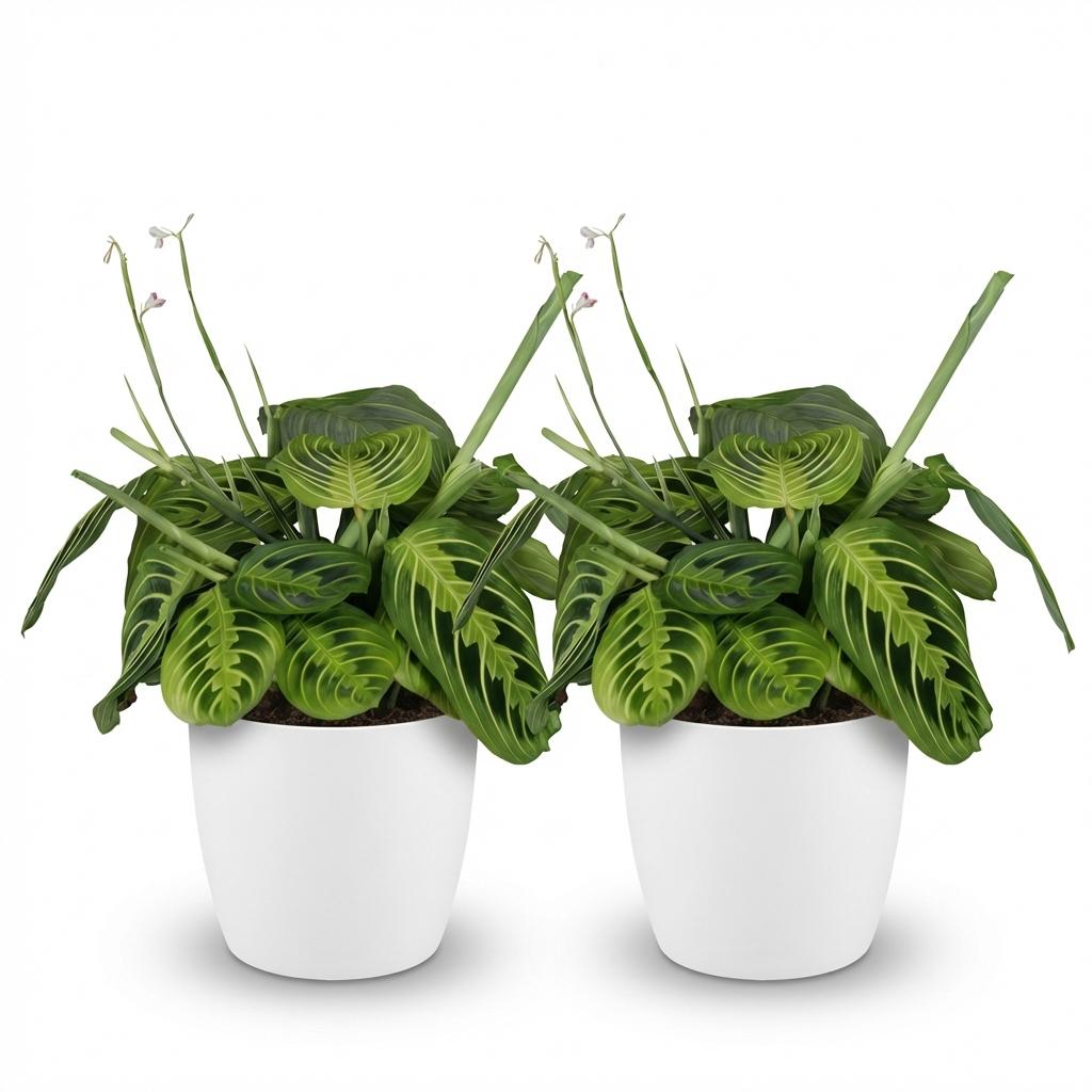 Maranta Fascinator Lemon Lime 2er Set Pflanzen Mit Weißem Topf Ø12cm Höhe ca.25cm Gebetspflanze Haustierfreundlich Pflegeleicht Für Zimmer Büro & Bad
