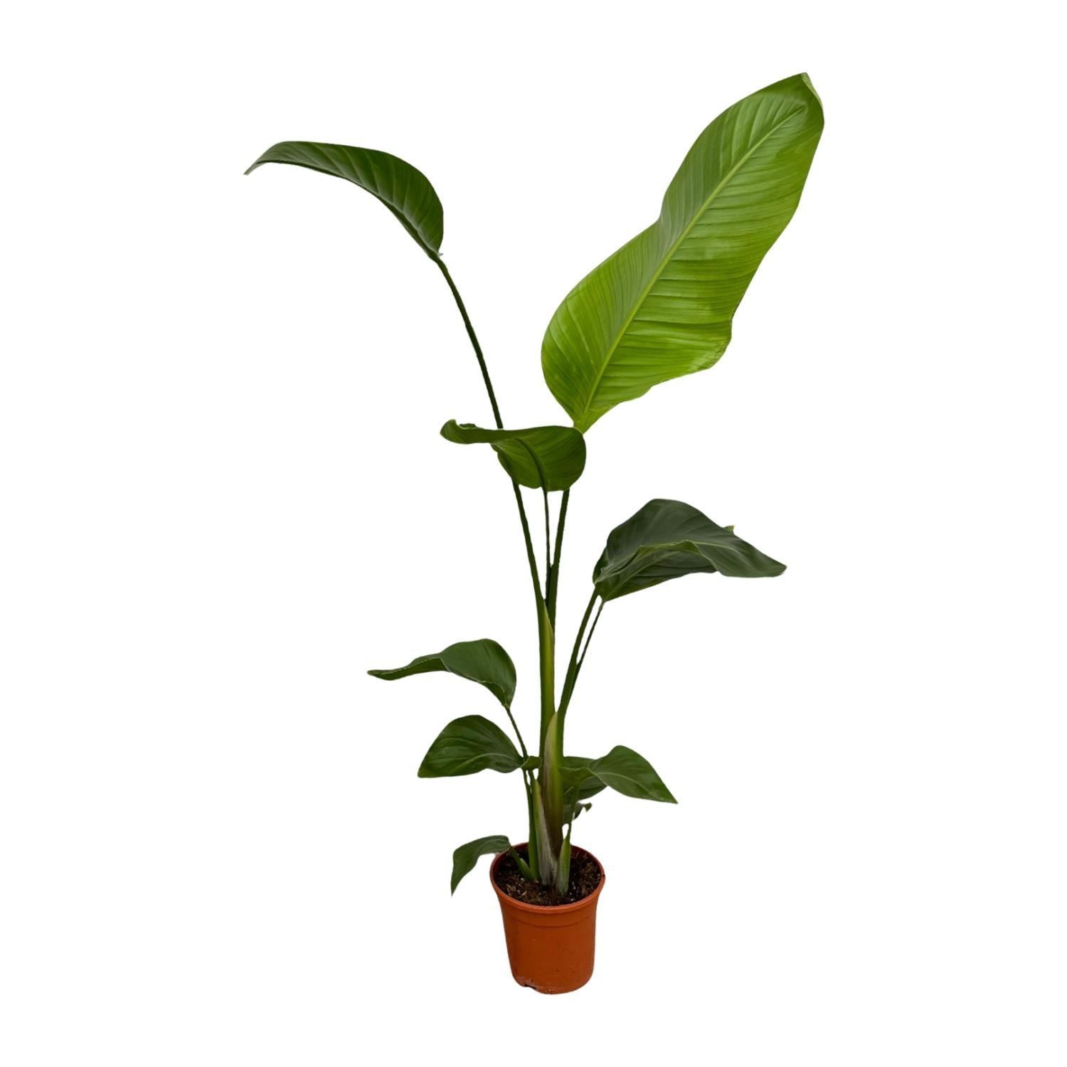 Weißer Paradiesvogel – Strelitzia Nicolai – Zimmerpflanze – Ø17cm – ca. 100cm hoch – Exotisches Grün für Innenräume – 2 Pflanzen – Plant