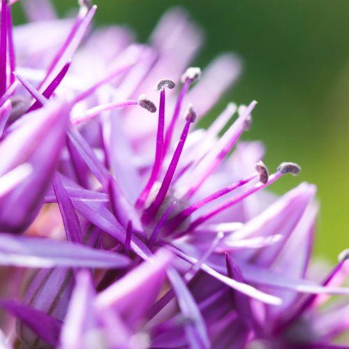 Allium 'Globemaster' – Zierlauch Blumenzwiebeln – 5 Blumenzwiebeln – Extra große violette Blütenbälle – Winterharte Staude für Beet, Rabatte & Schnitt – XXL-Zwiebeln – Plant