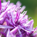 Allium 'Globemaster' – Zierlauch Blumenzwiebeln – 5 Blumenzwiebeln – Extra große violette Blütenbälle – Winterharte Staude für Beet, Rabatte & Schnitt – XXL-Zwiebeln – Plant