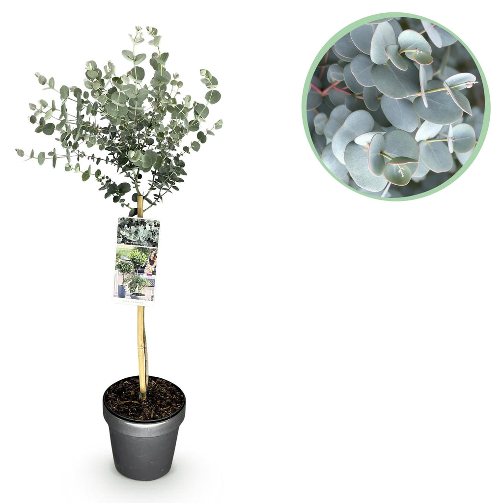 Eukalyptus Eucalyptus gunnii Azura – 19cm – Höhe ca. 90cm – Immergrüne winterharte Terrassenpflanze mit graugrünen duftenden Blättern – Plant