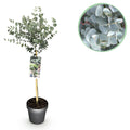 Eukalyptus Eucalyptus gunnii Azura – 19cm – Höhe ca. 90cm – Immergrüne winterharte Terrassenpflanze mit graugrünen duftenden Blättern – Plant