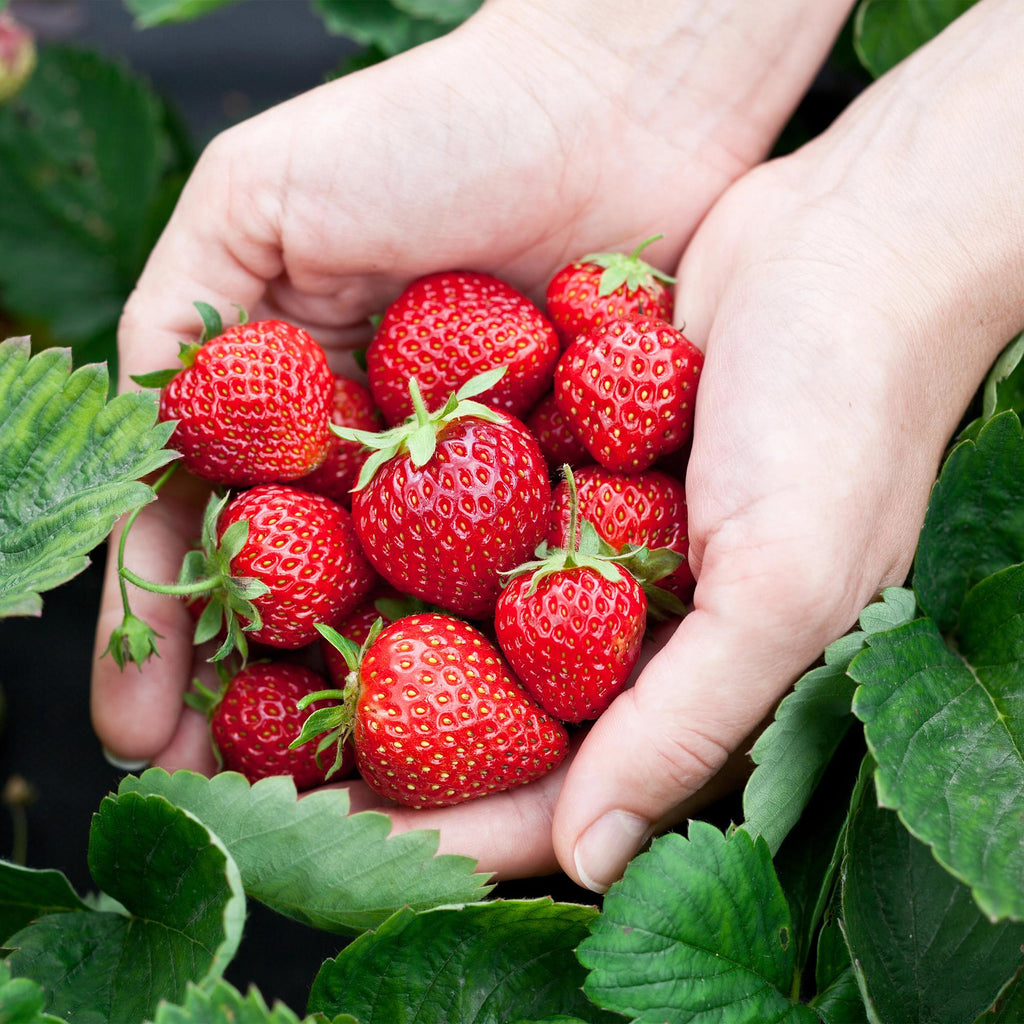 Erdbeere Fragaria Elsanta winterhart Höhe 30cm Ø9cm – Rote Erdbeere für Beet Balkon & Topf – Ertragreiche Obstpflanze mit süßem Aroma