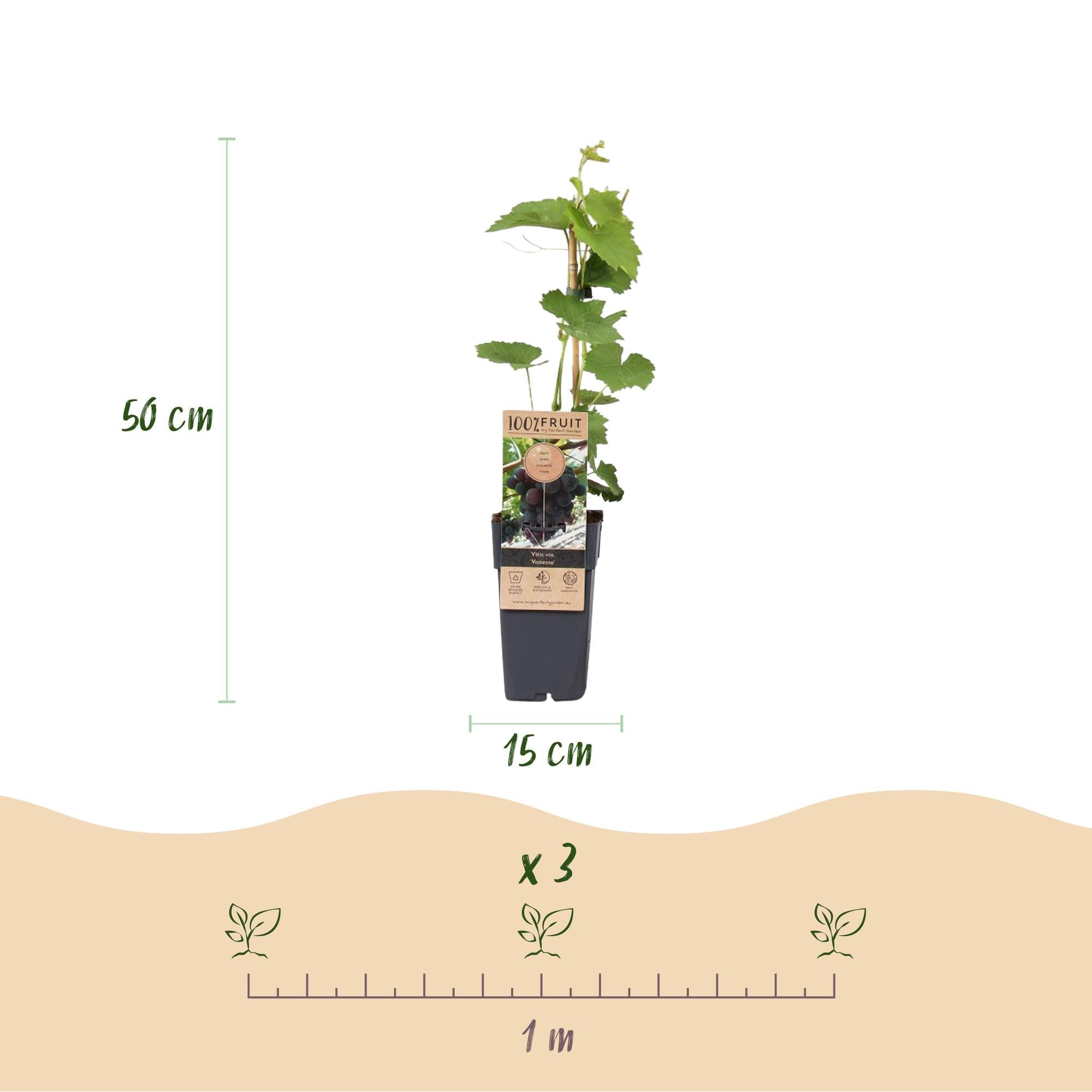 Weinrebe – Vitis vinifera Himrod – Kernlose Trauben – 2 Pflanzen – Obstpflanze – 15cm – Höhe 50cm – Plant