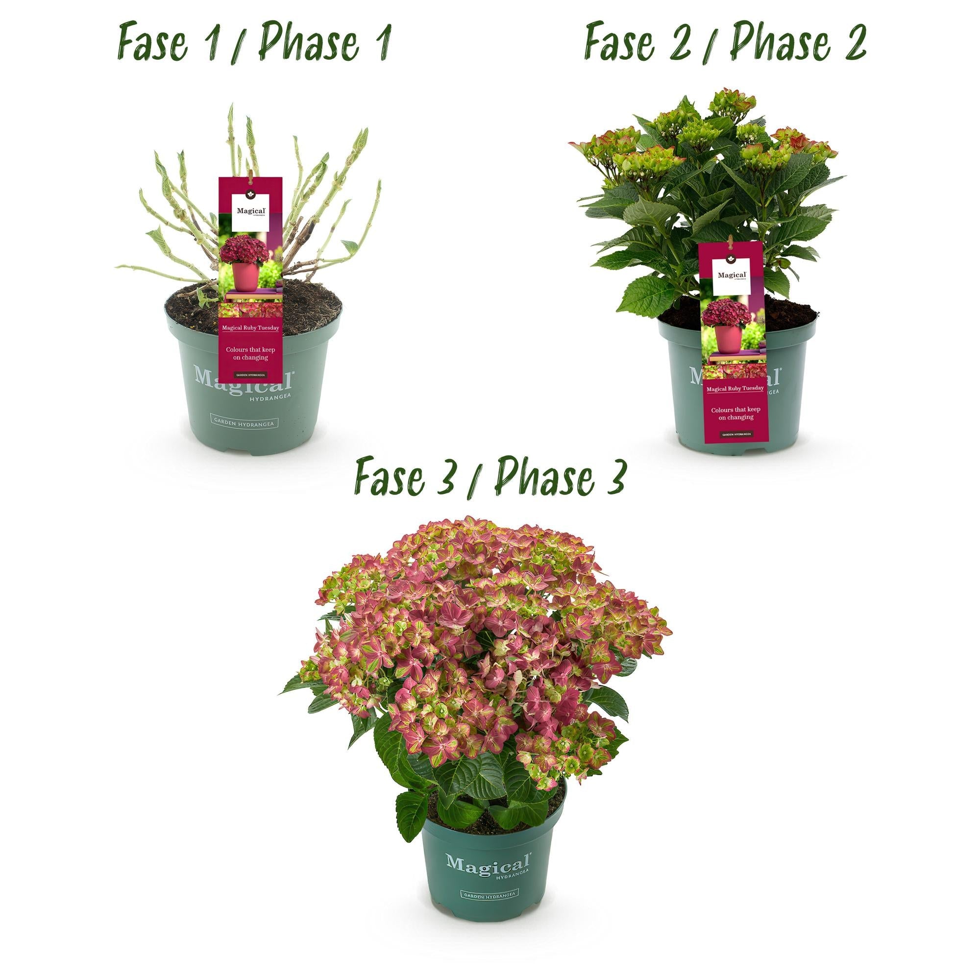 Hydrangea macrophylla Ruby Tuesday & Sapphire – Gartenhortensie – 2 Pflanzen – 23cm – Höhe 55cm – Rot und Blau – Balkonpflanze – 6-10 Blüten – Plant