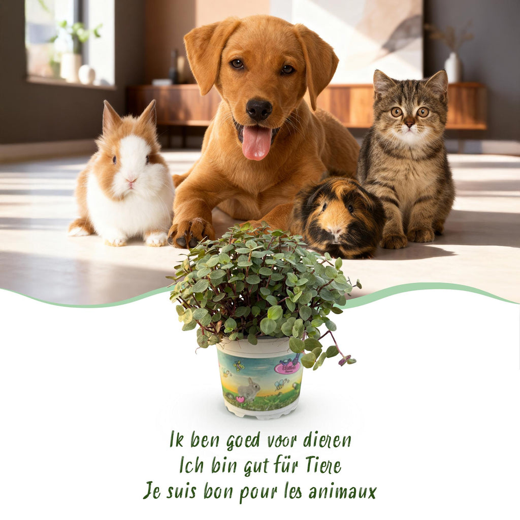 Calissia Repens Zimmerpflanze 2er Set mit weißem Topf Ø12cm Höhe 17-20cm Haustierfreundliche Grünpflanze pflegeleicht für Wohnzimmer Büro Schlafzimmer