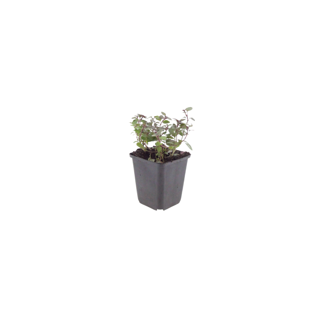 Origanum laevigatum Herrenhausen – Ø9cm – Höhe 10-25cm – Winterharter Zieroregano – Bienenfreundlich – Für Beet & Steingarten