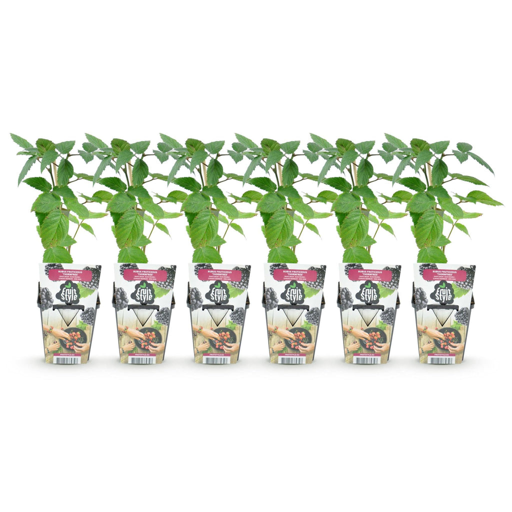 Dornlose Brombeere Rubus fruticosus winterhart 6 Pflanzen Ø9cm Höhe 30cm – Saftige Brombeeren für Garten Beet Balkon & Terrasse