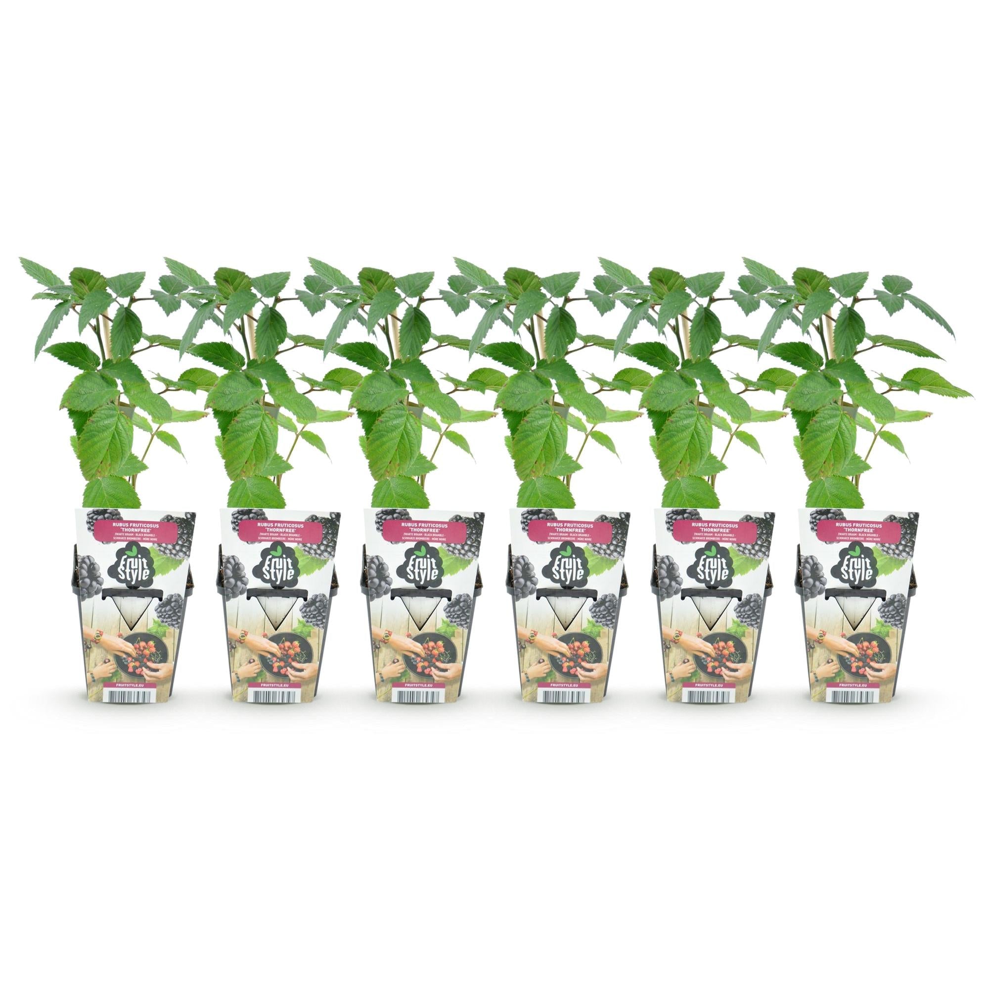 Dornlose Brombeere Rubus fruticosus winterhart 6 Pflanzen Ø9cm Höhe 30cm – Saftige Brombeeren für Garten Beet Balkon & Terrasse