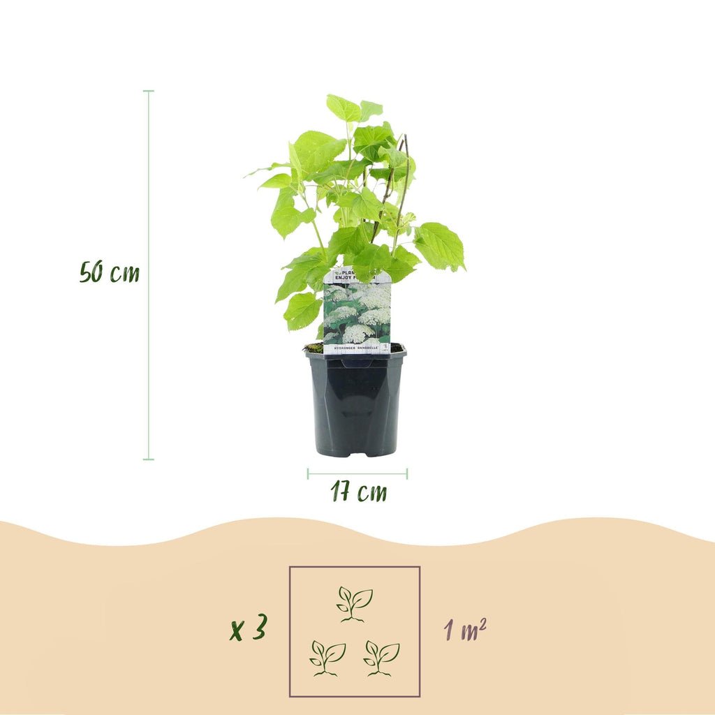 Rispenhortensie – Hydrangea arborescens Annabelle – Blüte Weiß – Große Blüten – 17cm Höhe 50cm – Winterhart & pflegeleicht für Beet & Kübel – Plant