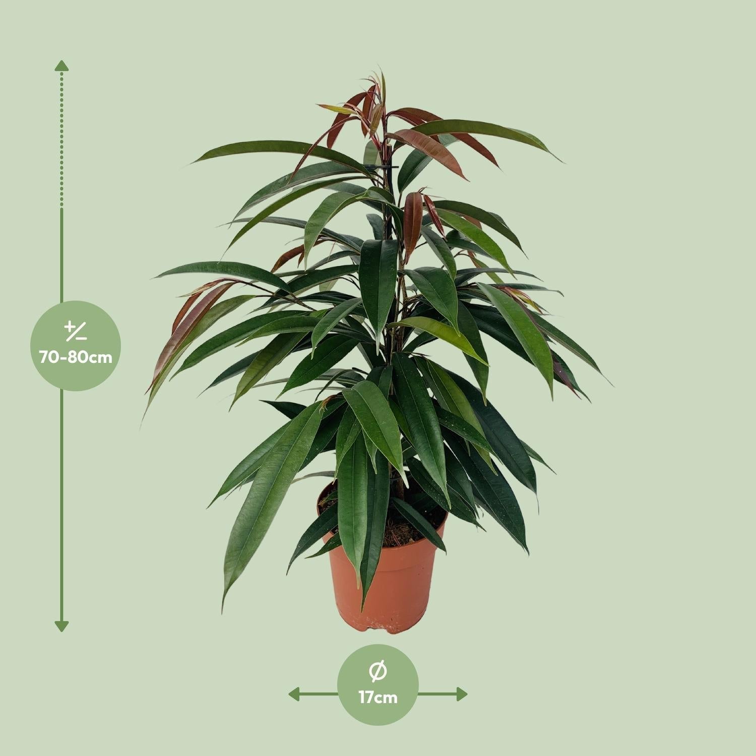 Gummibaum Ficus binnendijkii Amstel King – Zimmerpflanze – Ø17cm – Höhe ca. 75cm – Pflegeleichte Grünpflanze mit glänzenden Blättern – Für Wohn- & Arbeitsräume – Plant