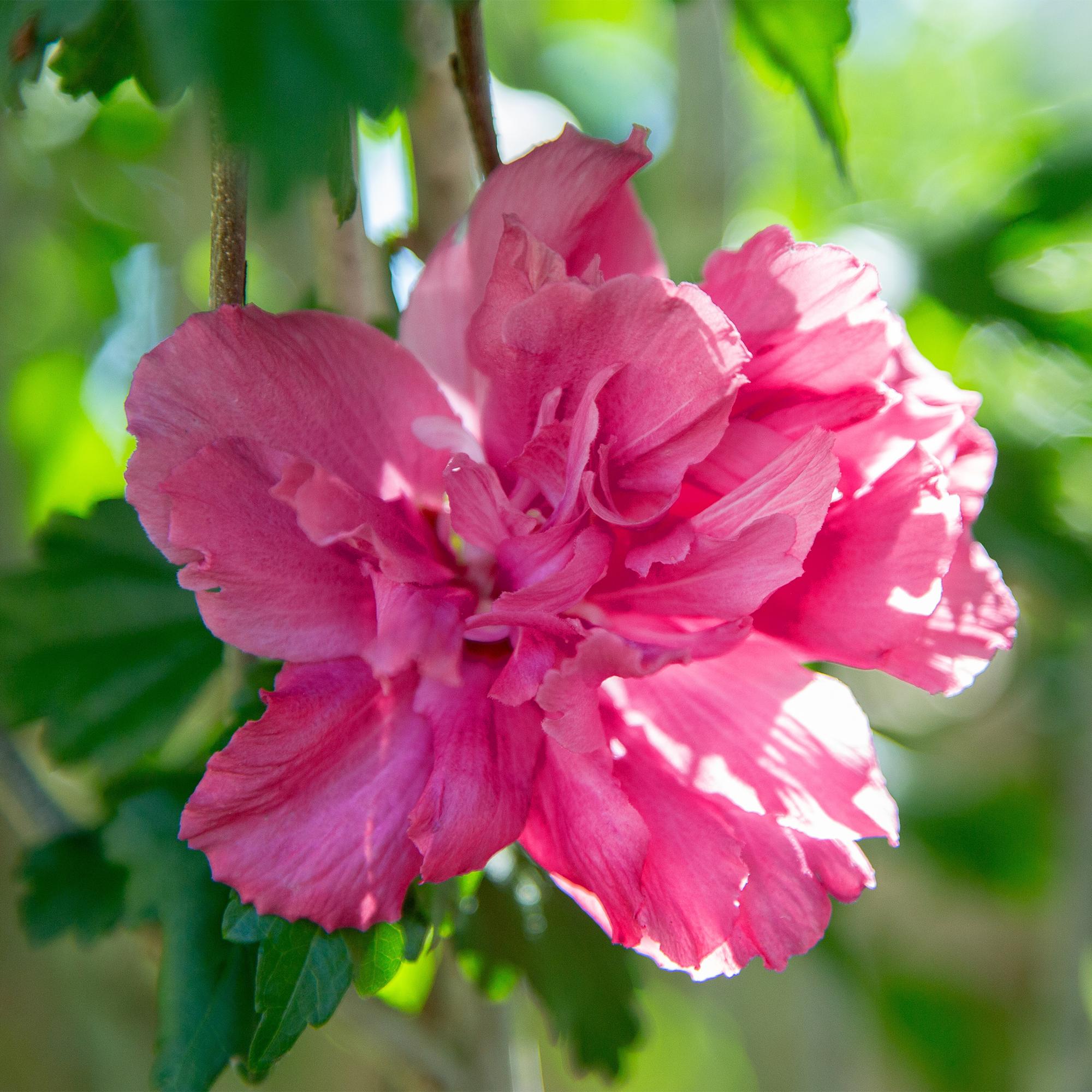 Hibiscus syriacus Magenta Chiffon – Blühende Stamm – Pflanze mit magentafarbenen Blüten – Laubabwerfend & pflegeleicht – Topf Ø19cm – Höhe ca. 90cm – Plant