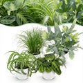 Zimmerpflanzen Mix – Chlorophytum Cyperus Phlebodium Maranta – 4er Set im weißen Topf Ø12cm Höhe25cm – Haustierfreundliche Grünpflanzen