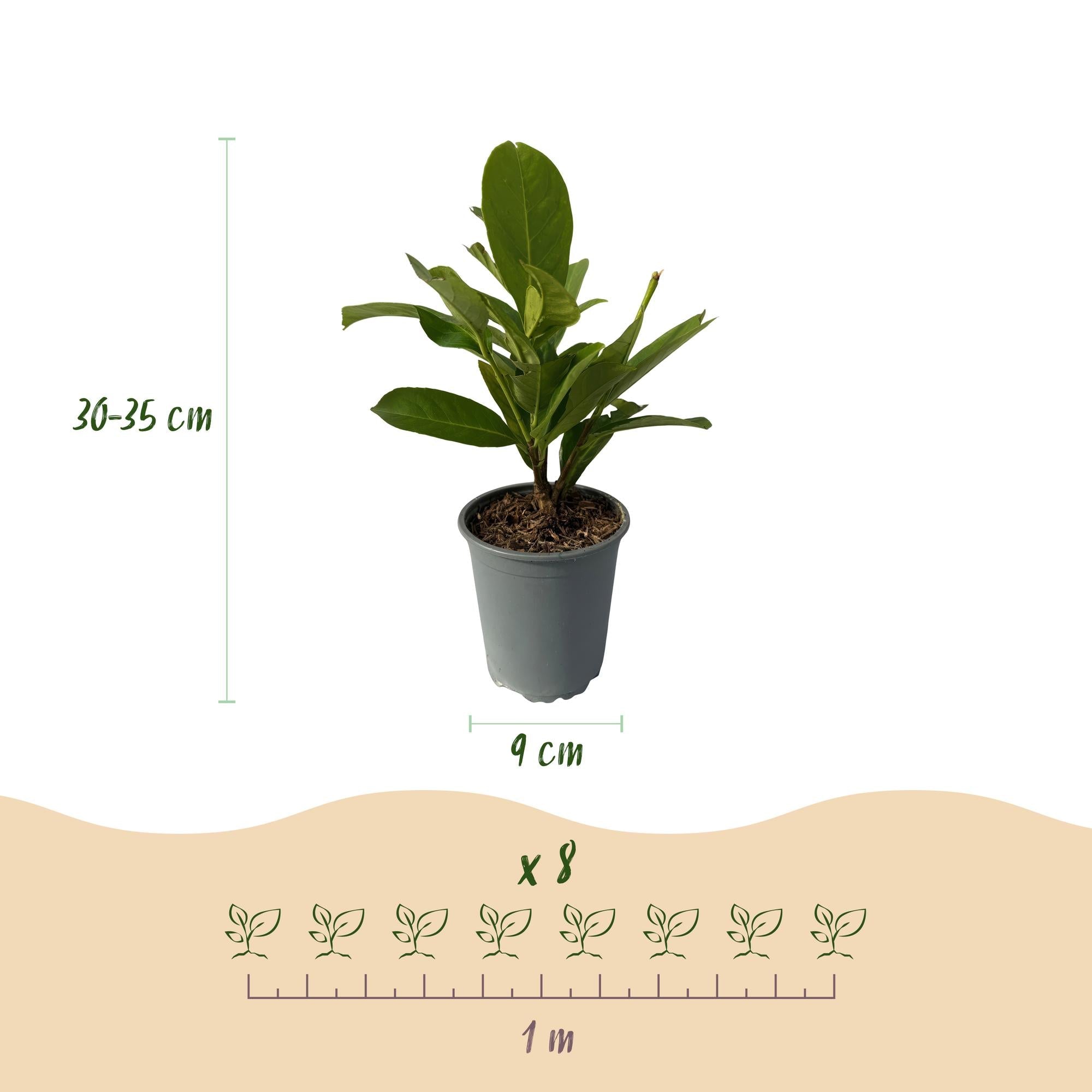 Kirschlorbeer Prunus laurocerasus Rotundifolia – Immergrüne Heckenpflanzen – 8 Pflanzen – 1m – 9cm Höhe 30-35cm – Grün – Pflegeleicht – Plant